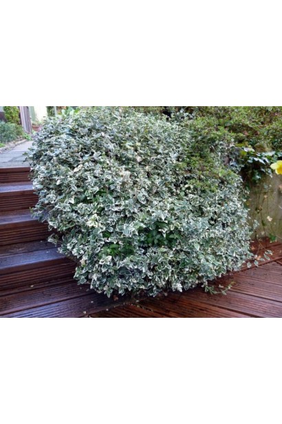 Бруслина форчуна Сільвер Квін і Бруслина японська Ауреомаргіната на штамбі | Euonymus fortune Silver Queen  and Japanese Aureomarginata on shtambe | Бересклет форчуна Сильвер Квин и Бересклет японский Ауреомаргината на штамбе